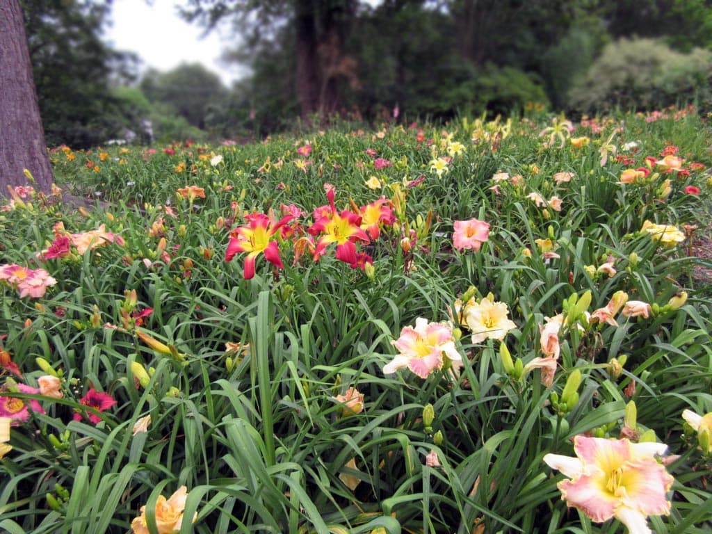 Rolling Oaks Daylilies Landscape