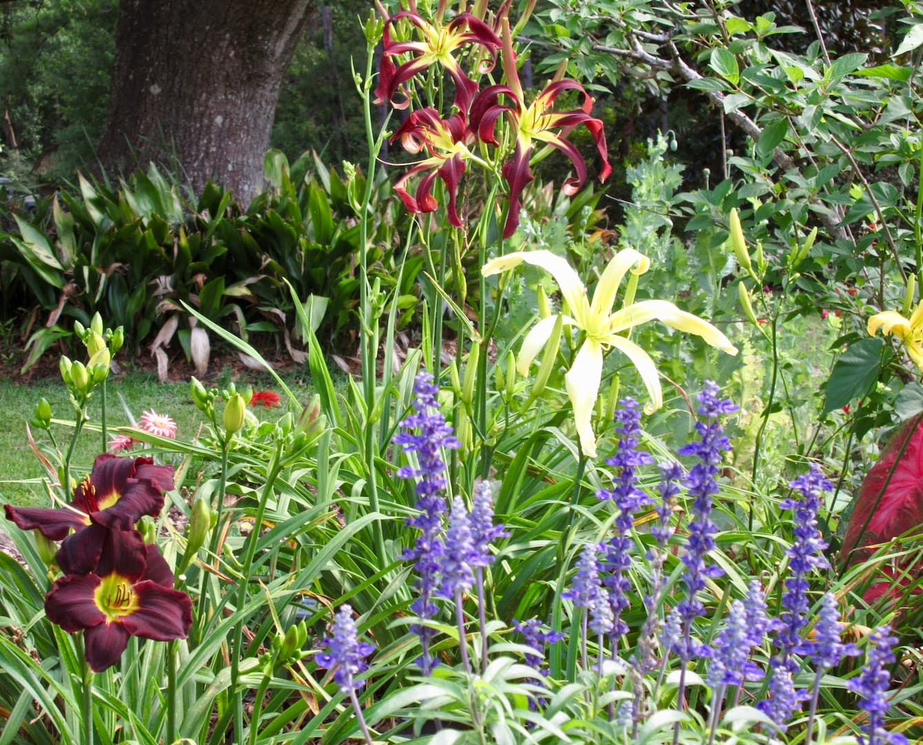 Rolling Oaks Daylilies Landscape