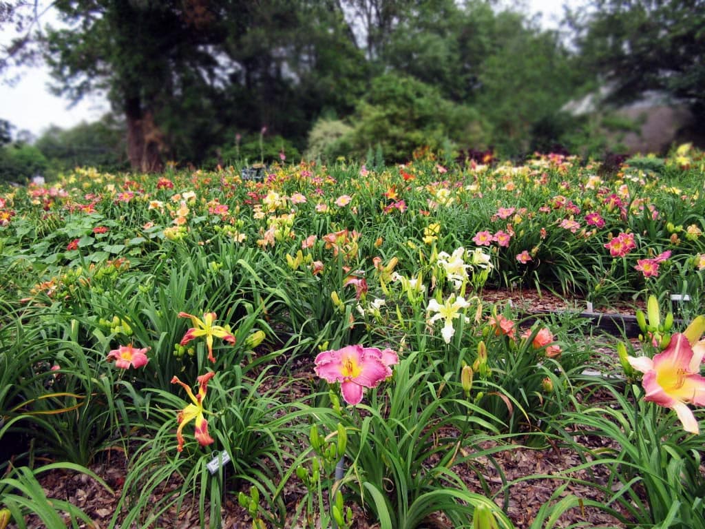 Rolling Oaks Daylilies Landscape